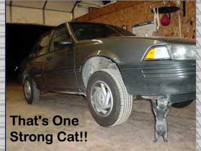Worlds strongest cat