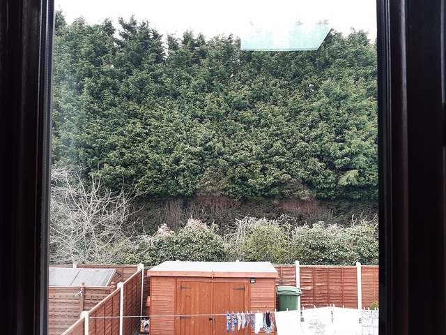 Trees from window