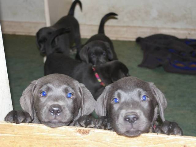 charcoal Labs