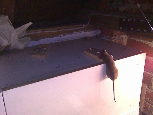 Mice in garage