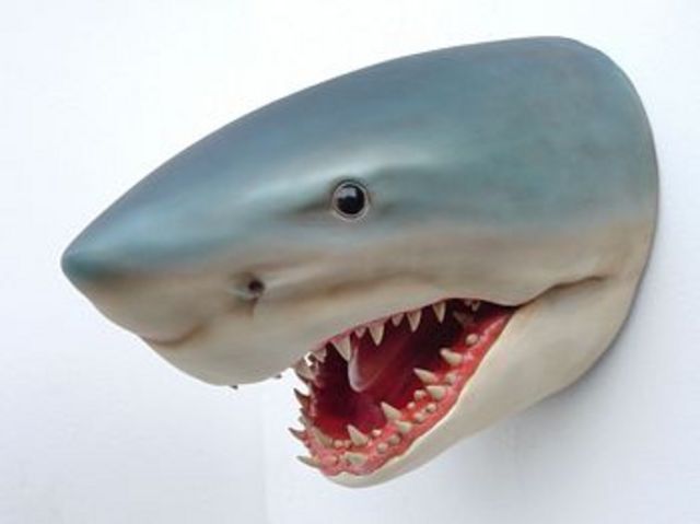 Rescued attachment shark.jpg