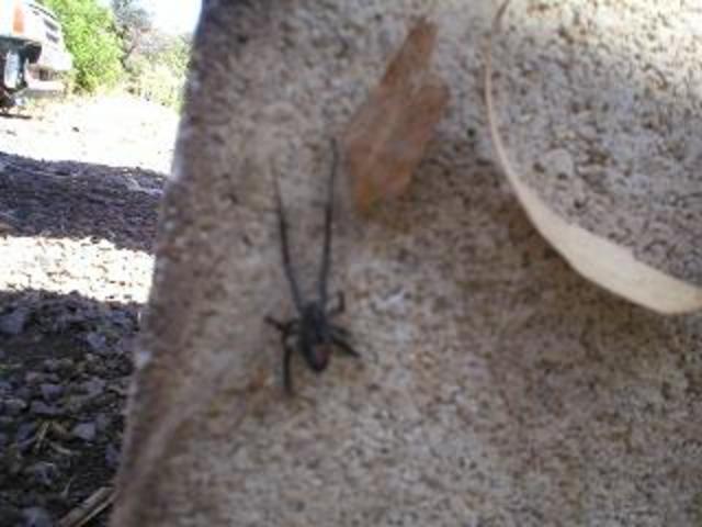 black widow in my donor