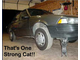 102Funny-Strong-Cat-Car-Picture.jpg