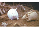 a527885-300px-Killer_rabbit.jpg