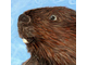 beaver_detail.jpg