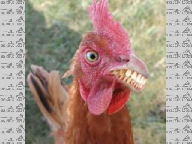 Chicken with big teeth