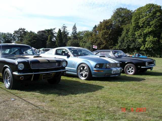 mustangs