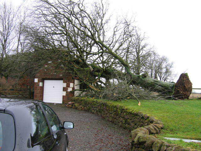 Fallen Tree Feb 2011