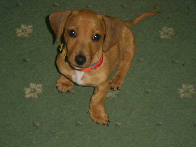 Joey as a puppy