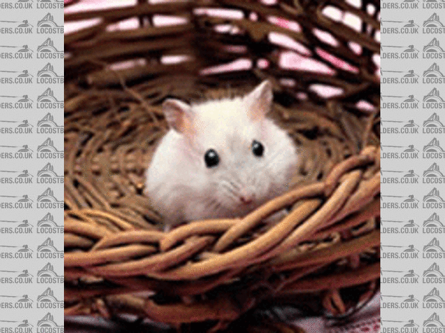 Rescued attachment mouse_blink_3.gif