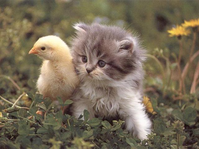 Rescued attachment cool_chick_with_nice_pussy.jpg