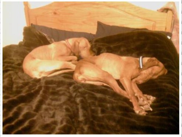 dogs on bed