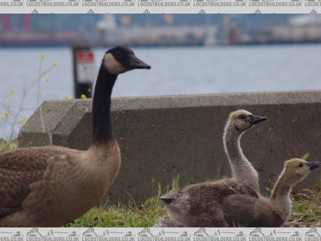 some geese I saw at the beach