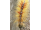 Caterpillar-1.jpg