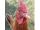 Chicken_big_teeth.jpg