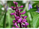 Early_Purple_Orchid.jpg