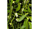 Mistletoe-small.jpg