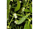 Mistletoe-small2.jpg