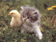 a209373-cool_chick_with_nice_pussy.jpg