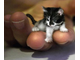 a646997-small_kitty.jpg