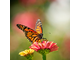 butterflypicture.jpg