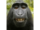 macaque-2.jpg