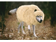wolf-in-sheeps-clothing1.jpg
